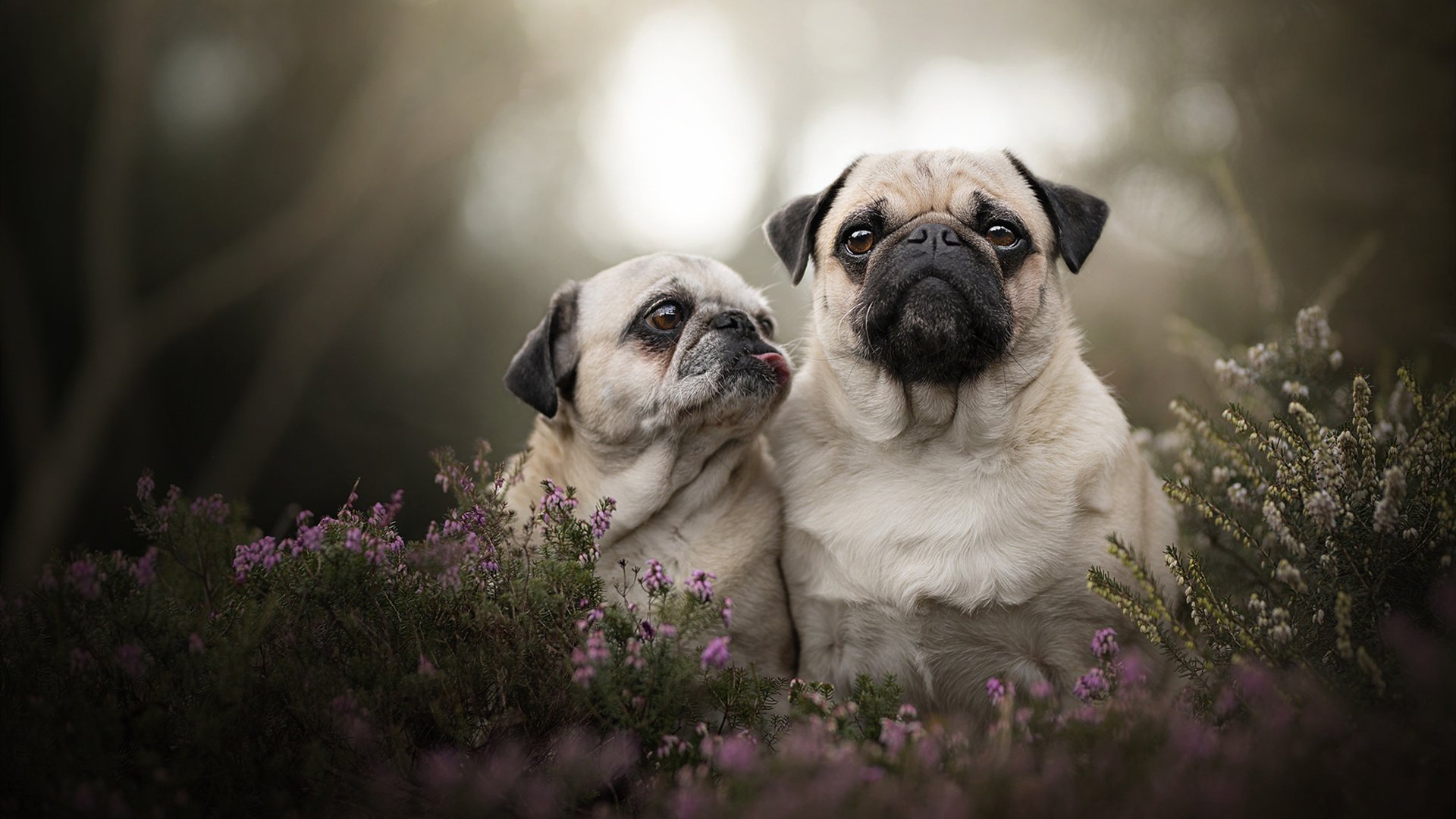 乐鱼电竞-压哨三分成功率联盟榜单分析，压哨三分啥意思