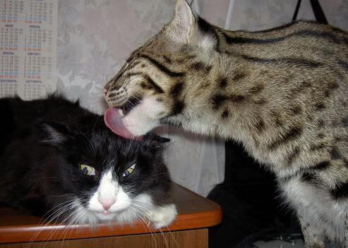 乐鱼电竞-压哨三分成功率联盟榜单分析,压哨三分啥意思