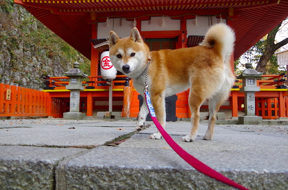 乐鱼（中国）体育官方网站-绿色环保足球装备逐步替代传统材料，推动绿色运动产业链，绿色的足球队