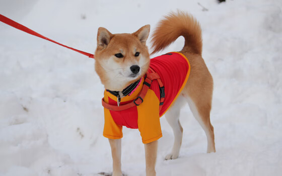 leyu乐鱼官网登录入口-莱昂·马尔尚用坚韧精神征服赛场挑战，豪尔赫·莱昂马丁内斯